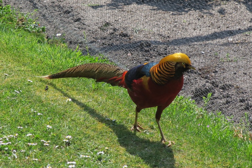 Golden Pheasant at Tresco Abbey Gardens