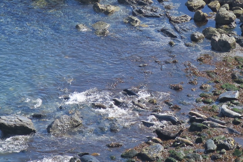 Seals at Mutton Cove